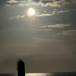 Mornington Sea Swimmers